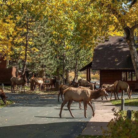 Rams Horn Village Resort استيس بارك المظهر الخارجي الصورة